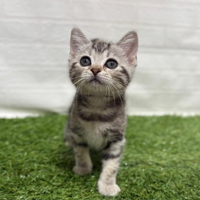 animal_image