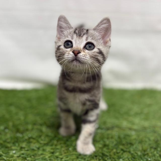 animal_image