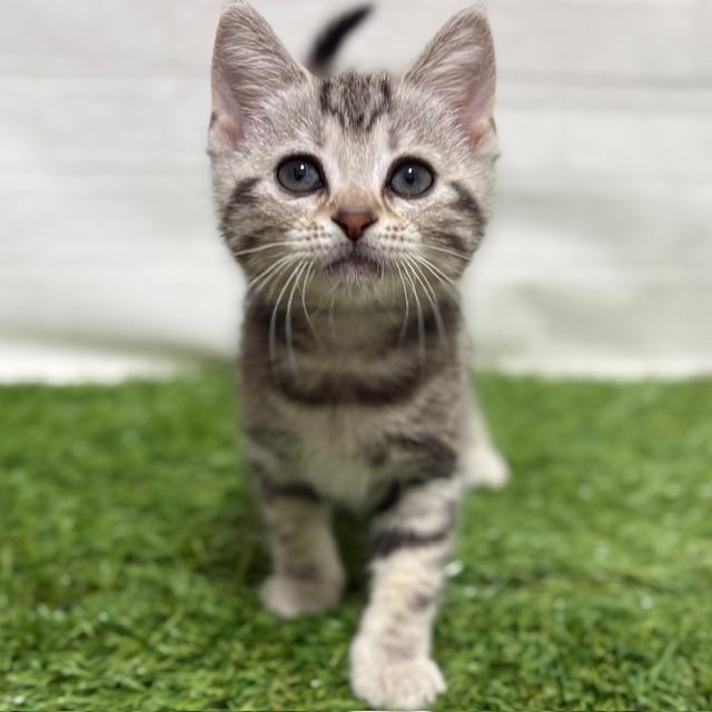 animal_image