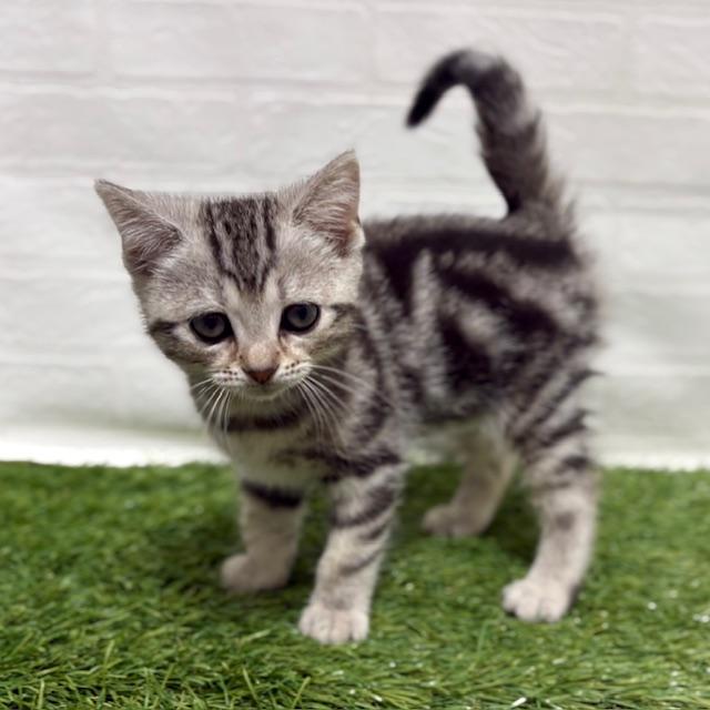 animal_image