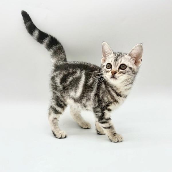 animal_image