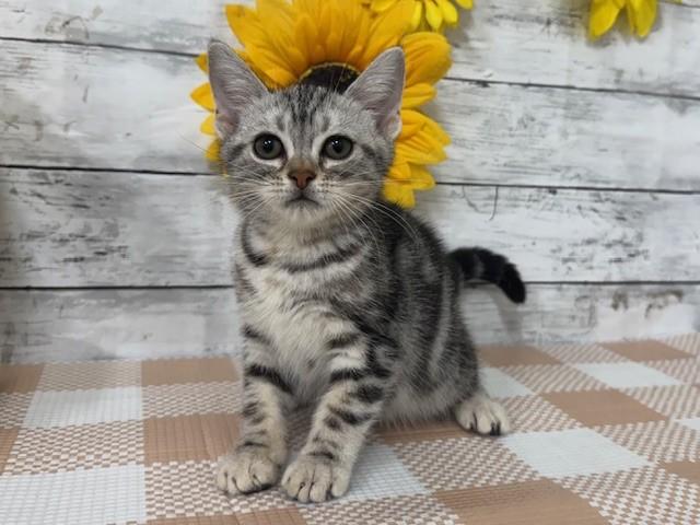 animal_image