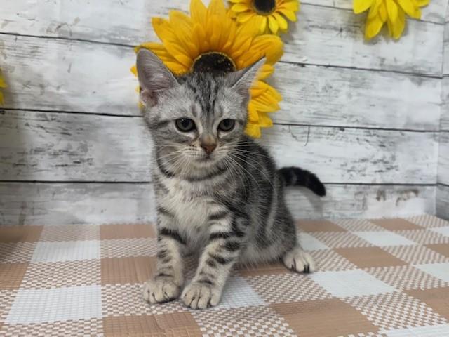 animal_image