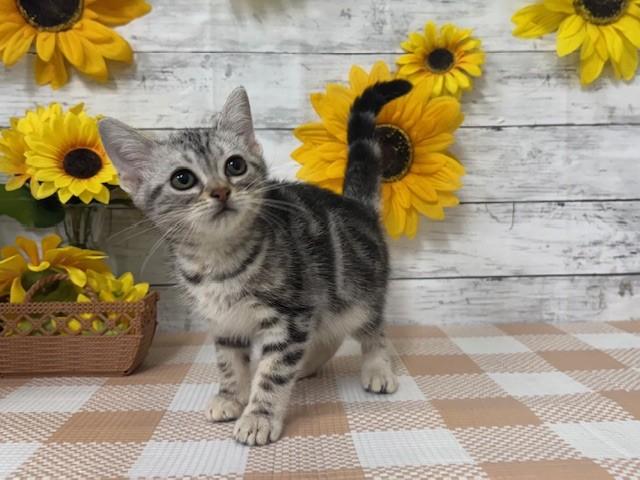 animal_image