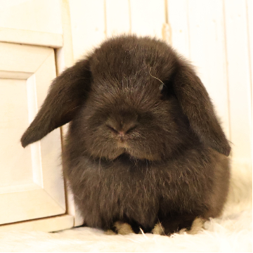 animal_image