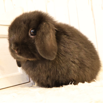 animal_image