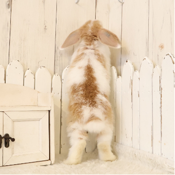 animal_image