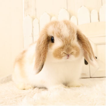 animal_image