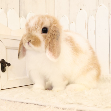 animal_image