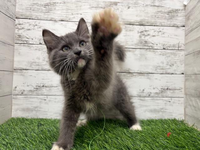 animal_image