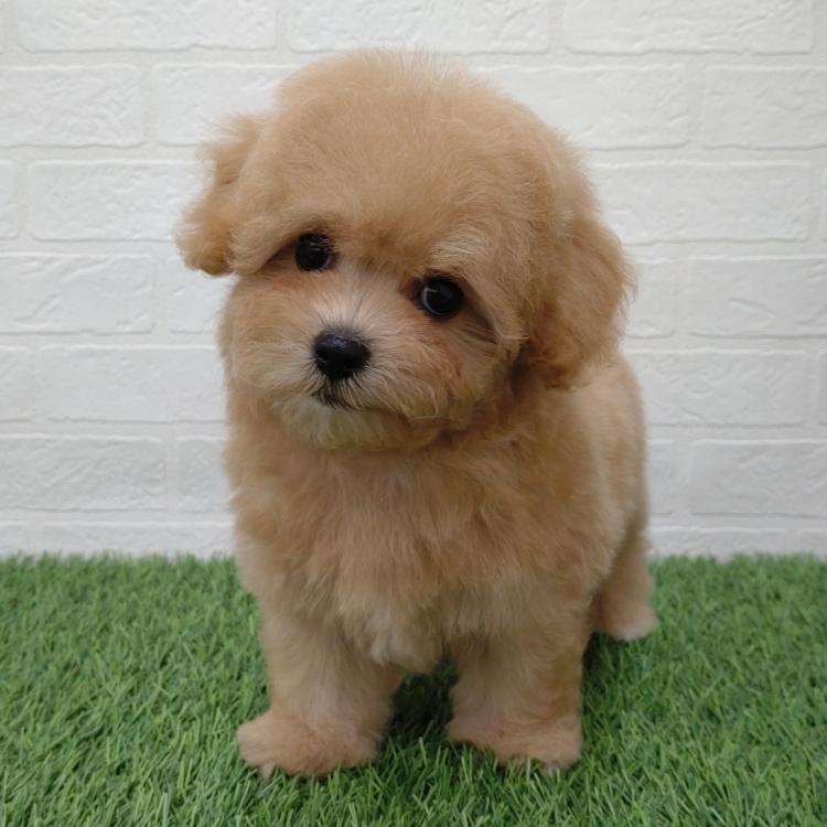animal_image