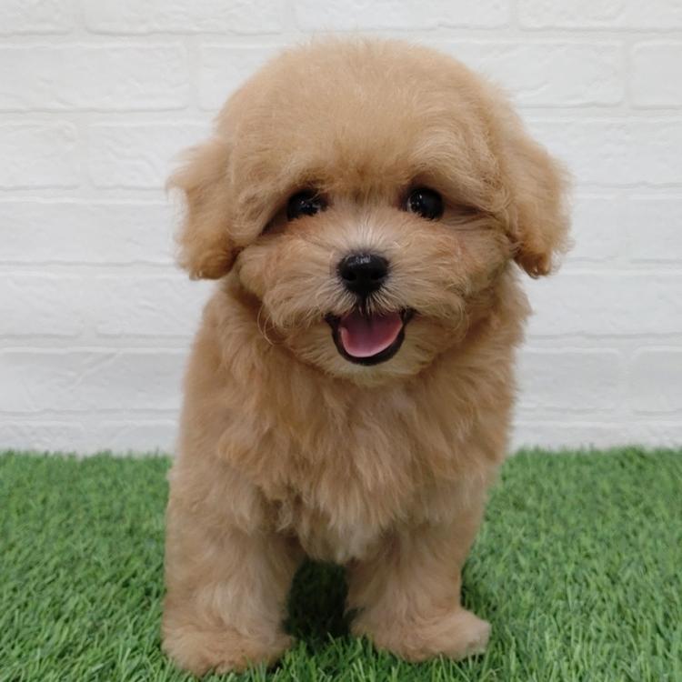 animal_image