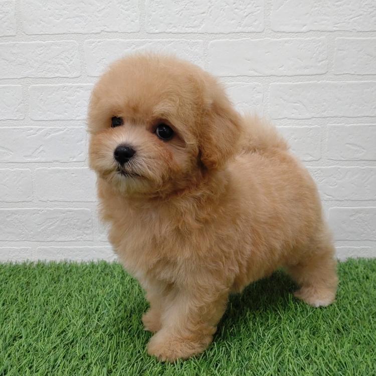 animal_image