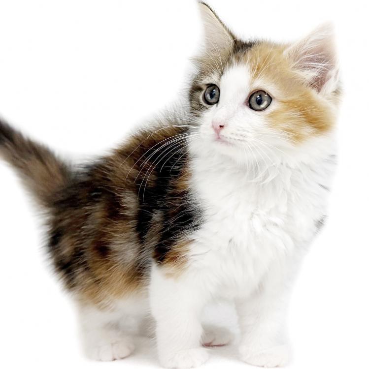 animal_image