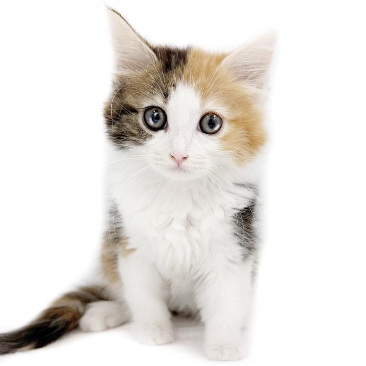 animal_image