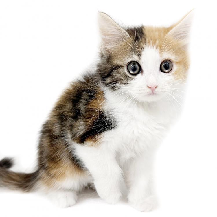 animal_image