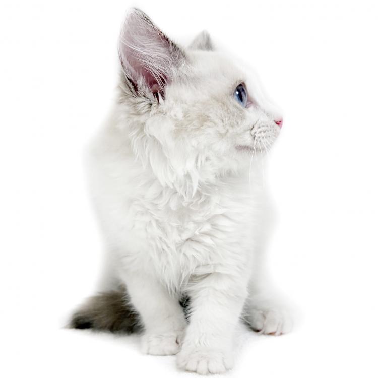 animal_image