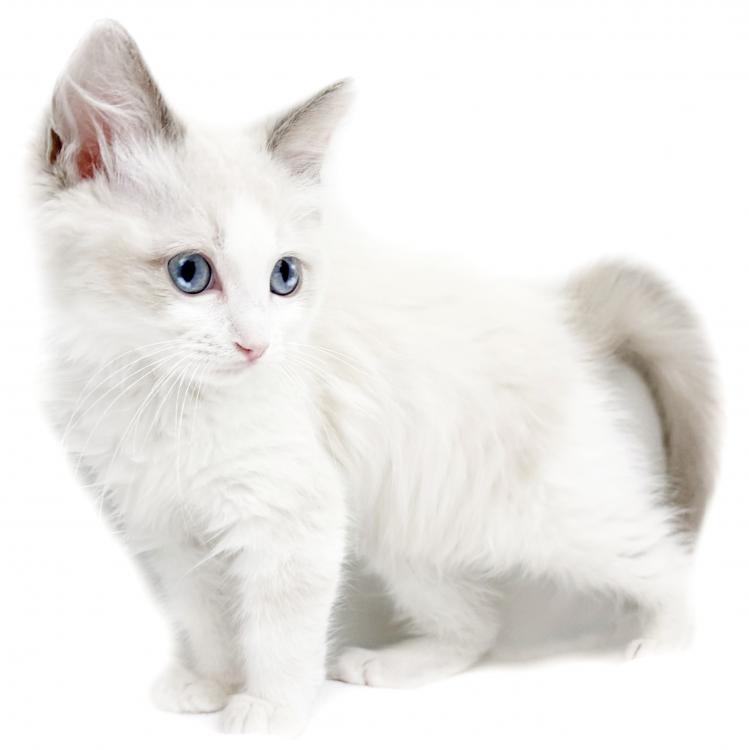 animal_image