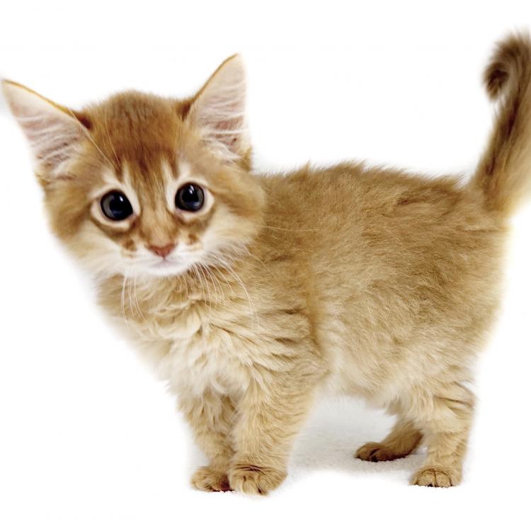 animal_image