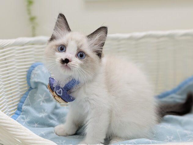 animal_image