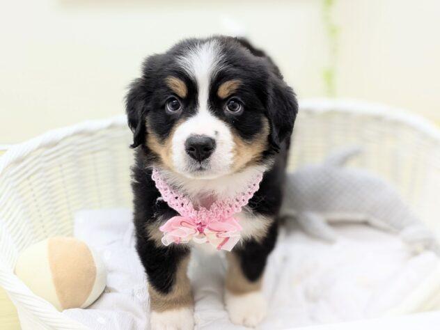 animal_image