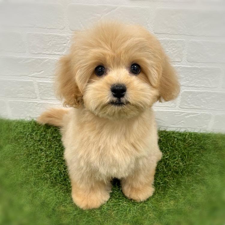 animal_image