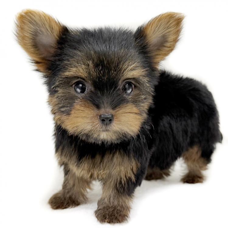animal_image