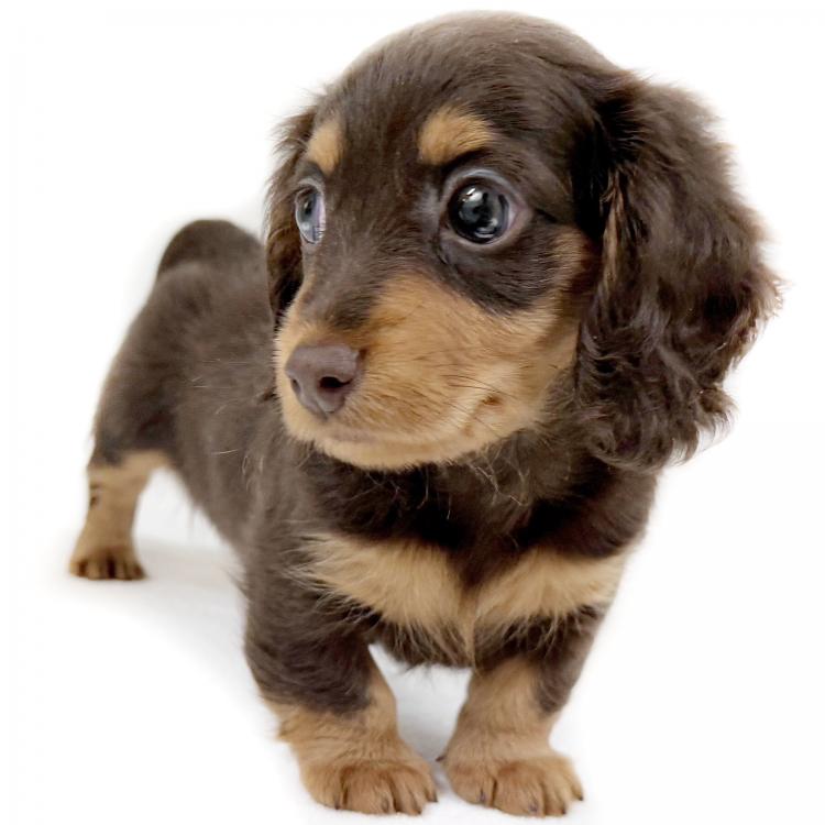 animal_image