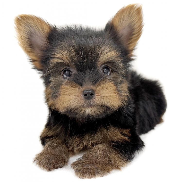 animal_image