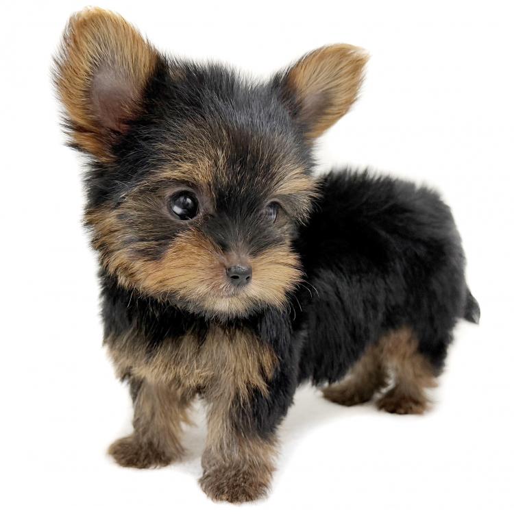 animal_image