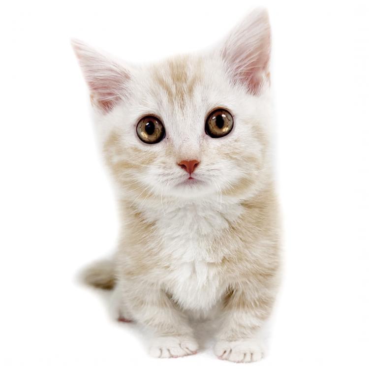 animal_image
