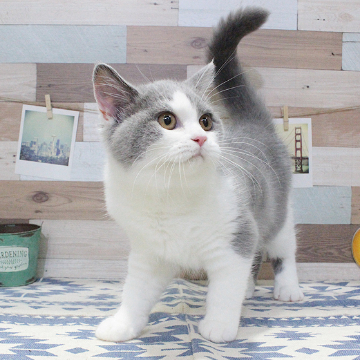 animal_image