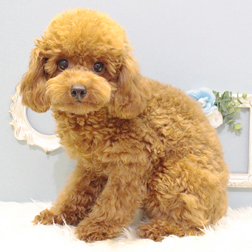 animal_image