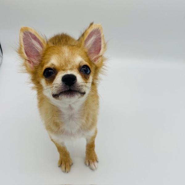 animal_image