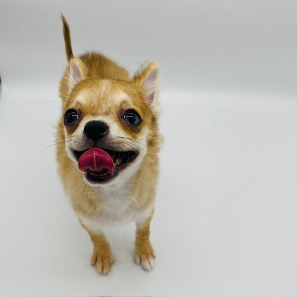 animal_image