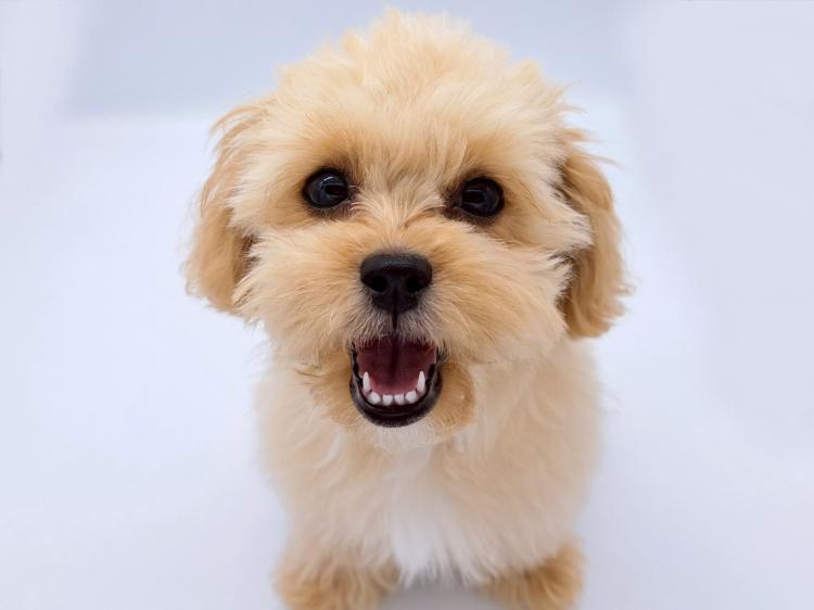 animal_image