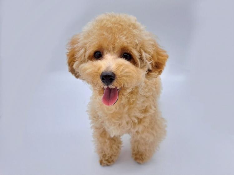 animal_image