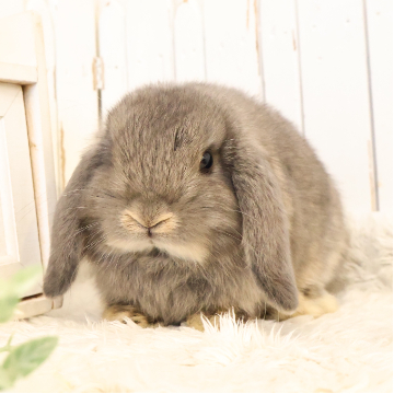 animal_image