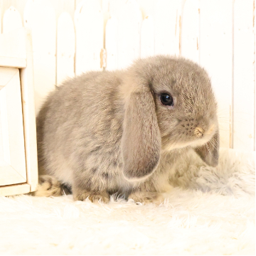animal_image