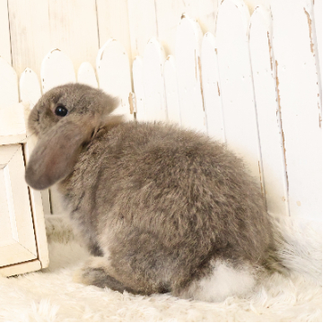 animal_image