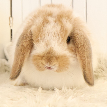 animal_image