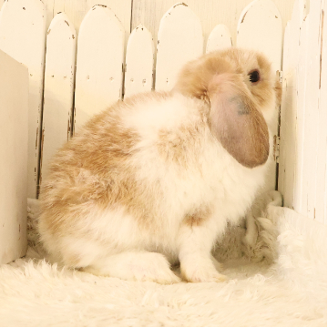 animal_image