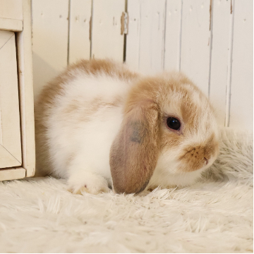 animal_image