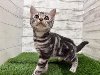 animal_image