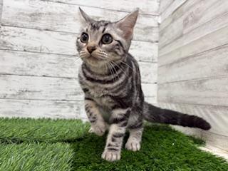 animal_image