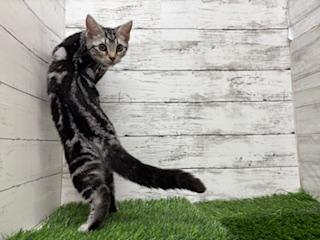 animal_image
