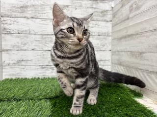 animal_image