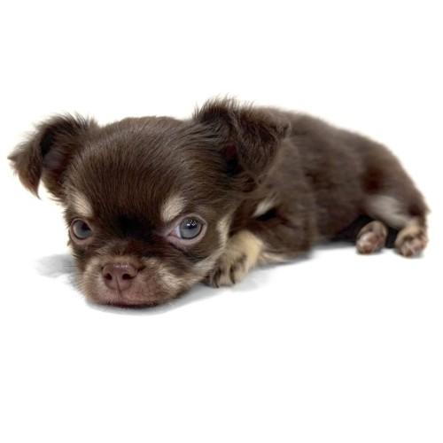 animal_image
