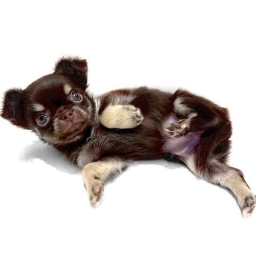 animal_image