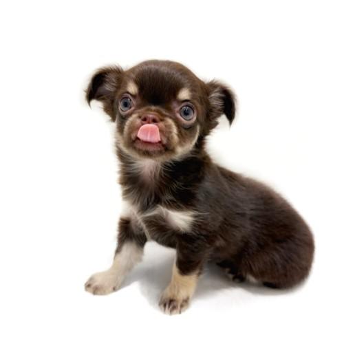 animal_image